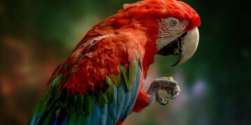 Parrot Raises $11M for Its AI Transcription Service