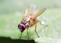 Recent AI Tools Identify Various Fruit Fly Behaviors: a Breakthrough for Genetics Studies