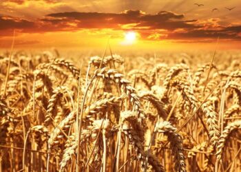 Adding Spatial and Regional Data Improves AI Crop Yield Forecasts