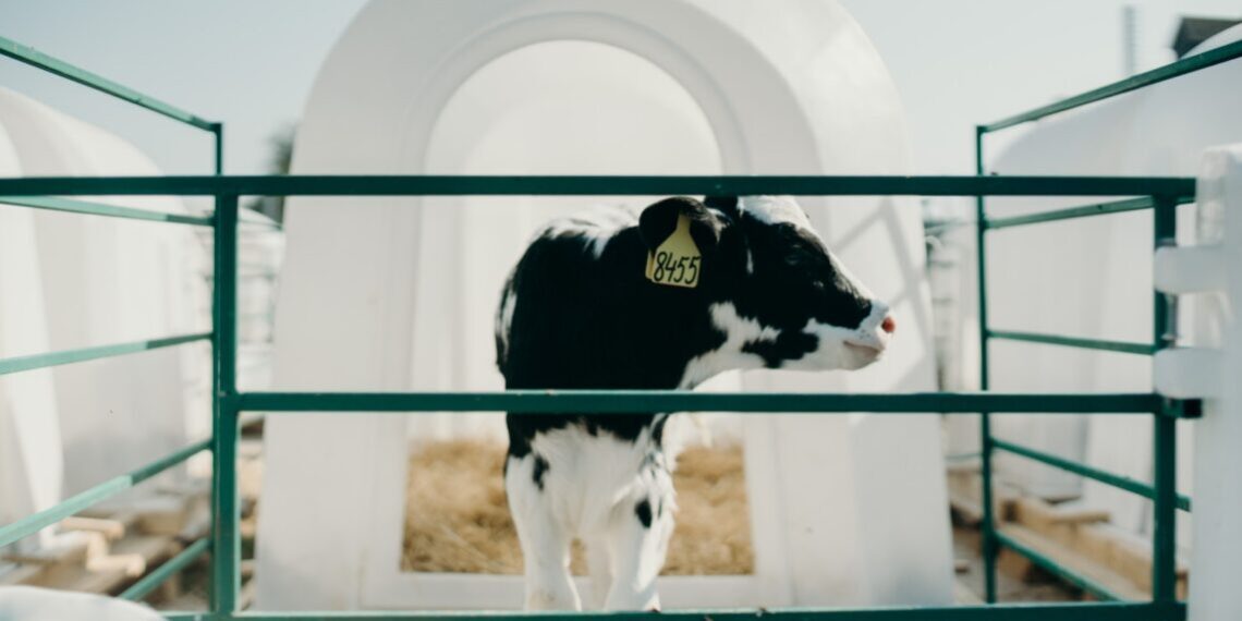 Precision Dairy Science and Machine Learning Lead to Early Detection of Calf-killing Respiratory Disease